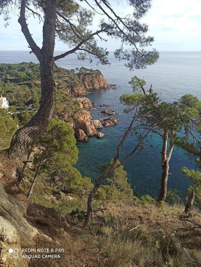 Domus Aurea Palamos